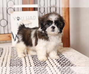 Shih Tzu Puppy for sale in NAPLES, FL, USA
