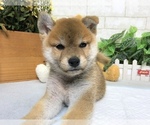 Small Photo #6 Shiba Inu Puppy For Sale in REDWOOD CITY, CA, USA