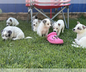 American Pit Bull Terrier Litter for sale in ONTARIO, CA, USA