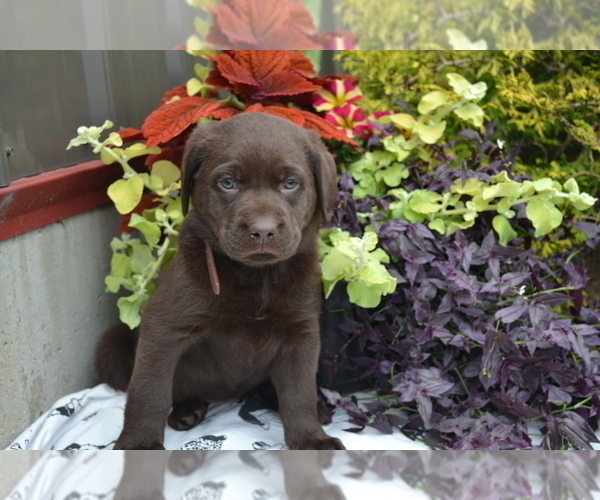 Medium Photo #3 Labrador Retriever Puppy For Sale in GREENWOOD, WI, USA