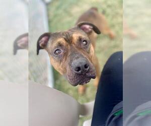 American Pit Bull Terrier Dogs for adoption in Louisville, KY, USA