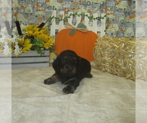 Medium Photo #1 Dachshund Puppy For Sale in CHANUTE, KS, USA
