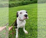 Puppy Snoopy Bullypit-English Bulldog Mix