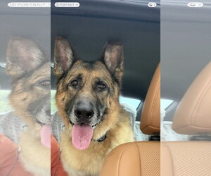 German Shepherd Dog Dogs for adoption in Plantation, FL, USA