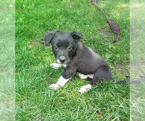 Border Collie-Boston Terrier Mix Puppy for sale in Nanaimo, British Columbia, Canada