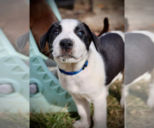Medium Photo #3 American Staffordshire Terrier-Unknown Mix Puppy For Sale in Duluth, MN, USA