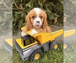 Small #2 Cavalier King Charles Spaniel-Miniature Bernedoodle Mix