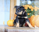 Puppy 3 Rottweiler-Siberian Husky Mix