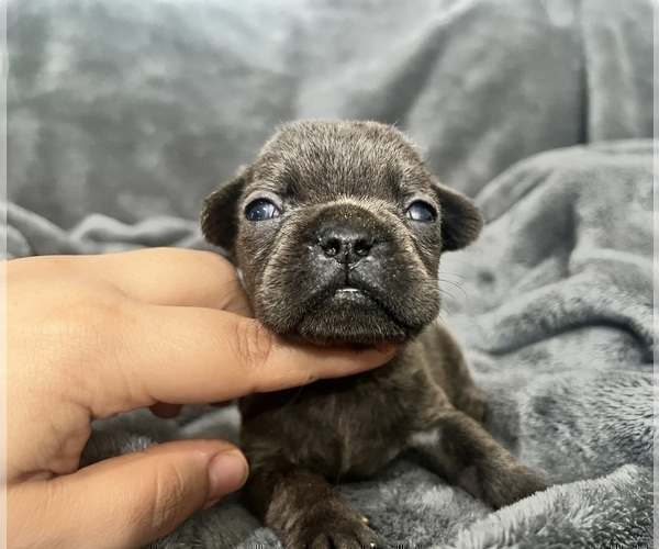 Medium Photo #2 French Bulldog Puppy For Sale in HAYWARD, CA, USA