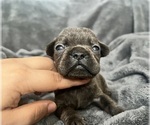 Small #1 French Bulldog