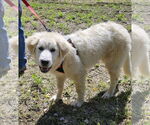Small #5 Great Pyrenees