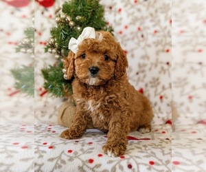 Cavapoo-Poodle (Miniature) Mix Puppy for sale in NEW PROVIDENCE, PA, USA