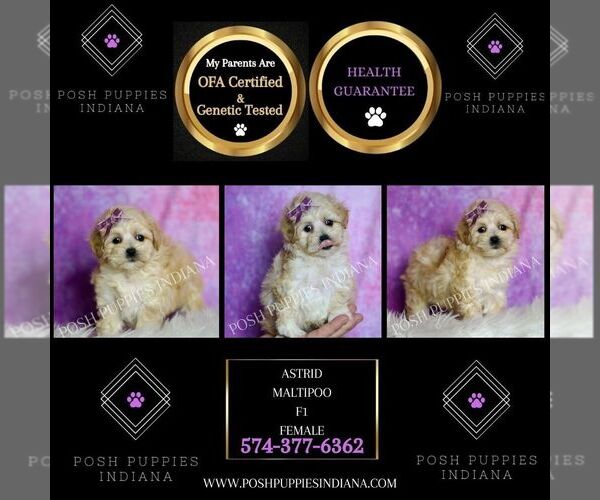 Medium Photo #3 Maltipoo (Miniature) Puppy For Sale in WARSAW, IN, USA
