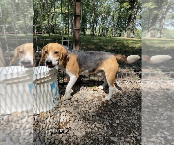 Medium Photo #1 Beagle Puppy For Sale in FORDLAND, MO, USA