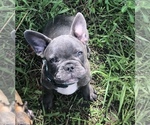 Small Photo #5 French Bulldog Puppy For Sale in JACKSONVILLE, FL, USA