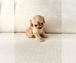 Small Photo #11 Cavapoo Puppy For Sale in GRESHAM, OR, USA