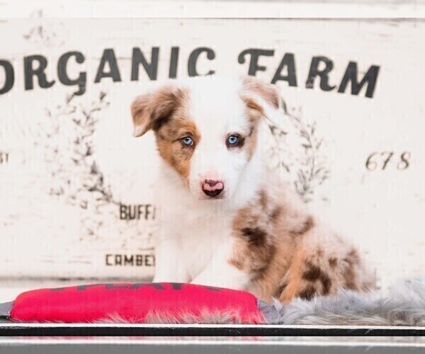 Medium Photo #25 Border Collie Puppy For Sale in STRAFFORD, MO, USA