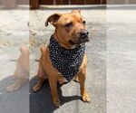 Small #10 Staffordshire Bull Terrier Mix