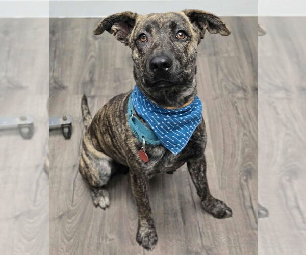 Medium Photo #8 Holland Shepherd-Plott Hound Mix Puppy For Sale in Lakewood, CO, USA