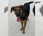 Small #2 Beagle Mix
