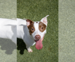 Small Parson Russell Terrier-Pointer Mix