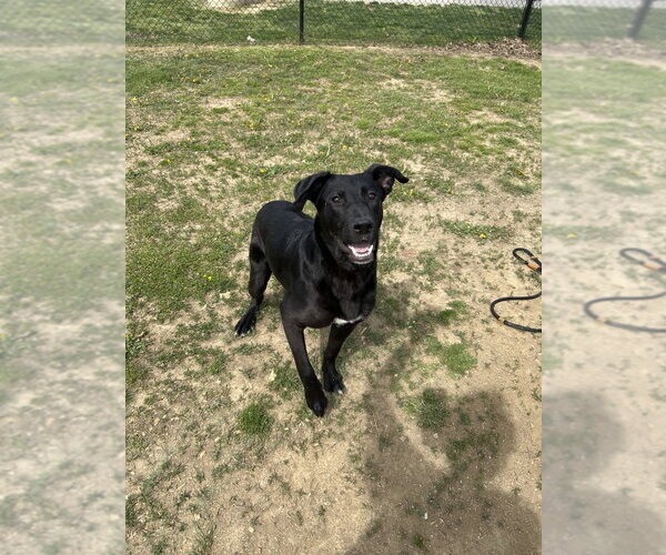 Medium Photo #4 Labrador Retriever-Unknown Mix Puppy For Sale in Evansville, IN, USA