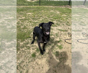 Marlo - Male Labrador Retriever-Unknown Mix Dog for Adoption - Photo #4