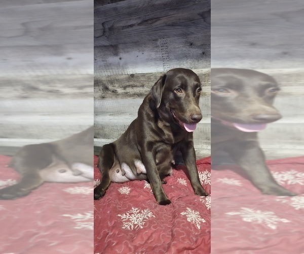 Medium Photo #1 Labrador Retriever Puppy For Sale in ZEPHYRHILLS, FL, USA