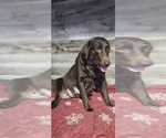 Small Photo #1 Labrador Retriever Puppy For Sale in ZEPHYRHILLS, FL, USA