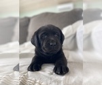 Small Photo #9 Labrador Retriever Puppy For Sale in NEW HOLLAND, PA, USA