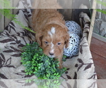 Small Photo #16 Cavapoo mix (+ Poodle Miniature) Puppy For Sale in GREENWOOD, WI, USA
