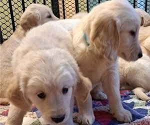 Golden Retriever Puppy for sale in LOOMIS, CA, USA