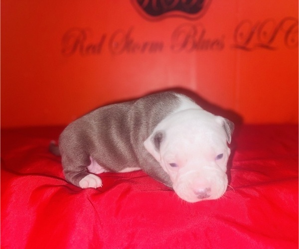 Medium Photo #2 American Pit Bull Terrier Puppy For Sale in TRENTON, NJ, USA