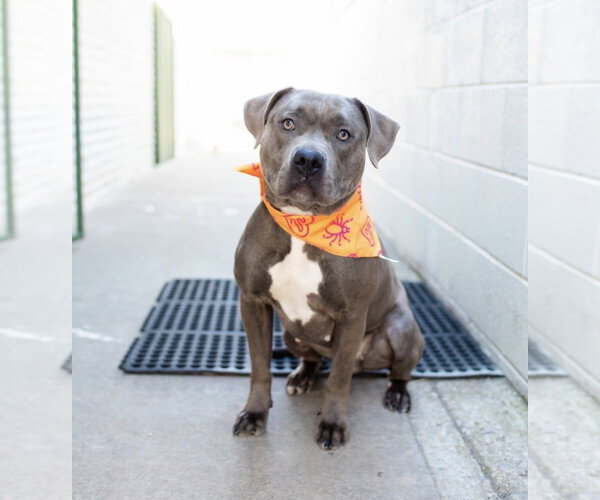 Medium Photo #1 American Bulldog-Unknown Mix Puppy For Sale in OKLAHOMA CITY, OK, USA