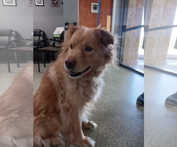 Medium Photo #3 Australian Retriever Puppy For Sale in Glendale , AZ, USA