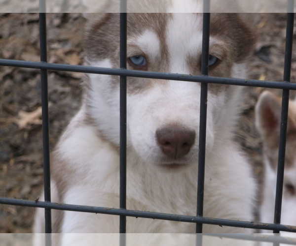Medium Photo #3 Siberian Husky Puppy For Sale in MOWEAQUA, IL, USA
