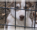 Small Photo #3 Siberian Husky Puppy For Sale in MOWEAQUA, IL, USA