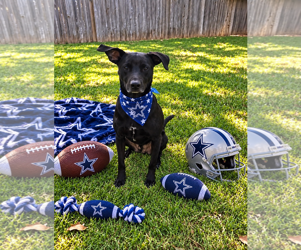 Medium Photo #1 Chihuahua-Unknown Mix Puppy For Sale in Euless, TX, USA