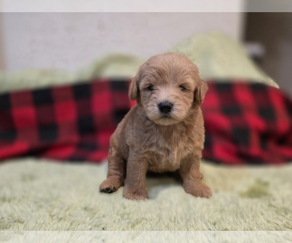 Medium Photo #9 Goldendoodle Puppy For Sale in DUBLIN, TX, USA