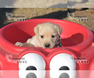 Labrador Retriever Puppy for sale in SANGER, TX, USA