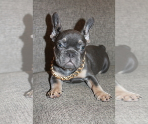 French Bulldog Puppy for sale in SAN FRANCISCO, CA, USA