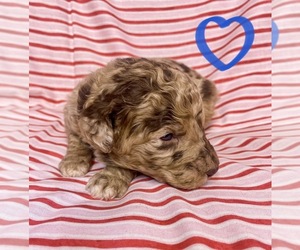 Bernedoodle Puppy for sale in CULLMAN, AL, USA