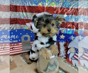 Morkie Puppy for sale in CASSVILLE, MO, USA