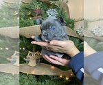 Puppy 3 French Bulldog