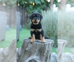 Small Photo #6 Rottweiler Puppy For Sale in NAPA, CA, USA