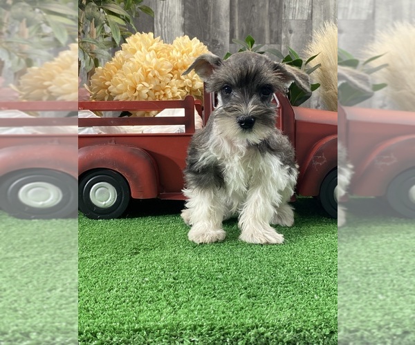 Medium Photo #1 Schnauzer (Miniature) Puppy For Sale in CANOGA, NY, USA