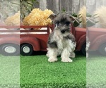 Small Schnauzer (Miniature)