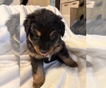Litter of 10 - Male(s) and Female(s) Bernedoodle-German Shepherd Dog MixLitter of Puppies for Sale - Photo #7