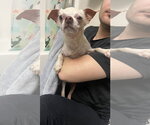 Small #2 Chihuahua Mix