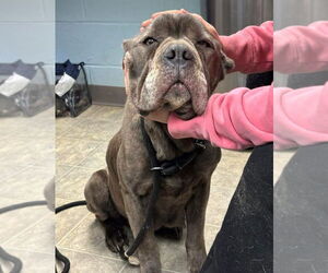 Mutt Dogs for adoption in Rustburg, VA, USA